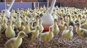 بزرگترین مرکز پرورش اردک در مازندران ، فروش تخم نطفهدار، جوجه و مولد