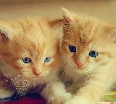 "۱۰ راز پرورش موفق حیوانات خانگی در ۲۰۲۵ که زندگیتان را تغییر میدهد"