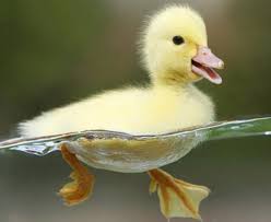 بزرگترین مرکز پرورش اردک در مازندران ، فروش تخم نطفهدار، جوجه و مولد