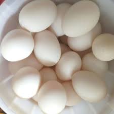 بزرگترین مرکز پرورش اردک در مازندران ، فروش تخم نطفهدار، جوجه و مولد