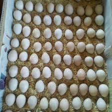 بزرگترین مرکز پرورش اردک در مازندران ، فروش تخم نطفهدار، جوجه و مولد