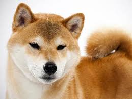 (بهترین 5 نژاد سگ برای نگهداری در آپارتمان در ایران)