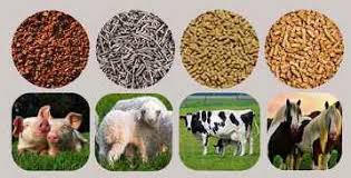 ۱۰ نکته حرفهای برای انتخاب خوراک استاندارد و سالم