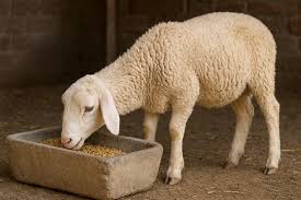 ۱۰ نکته حرفهای برای انتخاب خوراک استاندارد و سالم