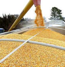 ۱۰ نکته حرفهای برای انتخاب خوراک استاندارد و سالم