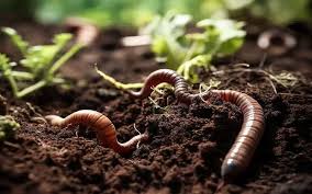 ۵ کاربرد اقتصادی کرم خاکی که باید بدانید