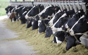 ۱۰ نکته حرفهای برای انتخاب خوراک استاندارد و سالم