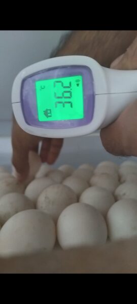 بهترین دستگاه جوجه کشی