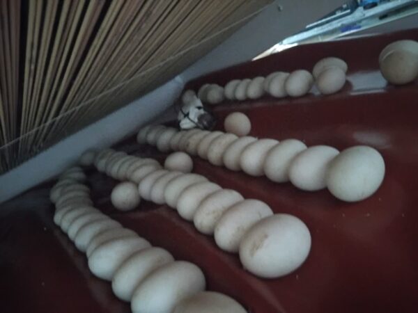 بهترین دستگاه جوجه کشی