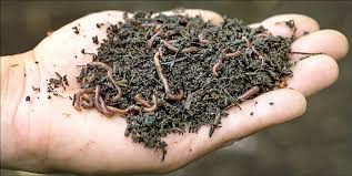 ۵ کاربرد اقتصادی کرم خاکی که باید بدانید