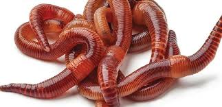 ۵ کاربرد اقتصادی کرم خاکی که باید بدانید