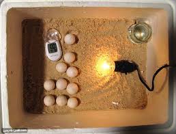 ۷ نکته طلایی برای پرورش جوجهها با تخم نطفهدار سالم