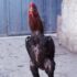 خروس اوشامو دایناسوری