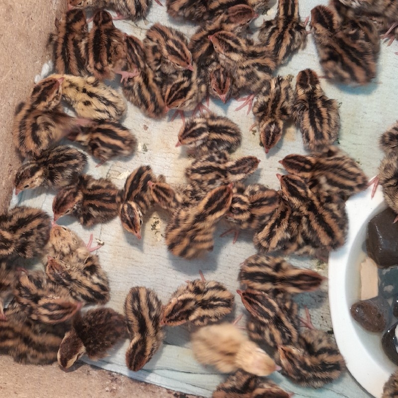 بلدرجین ۶ روزه
