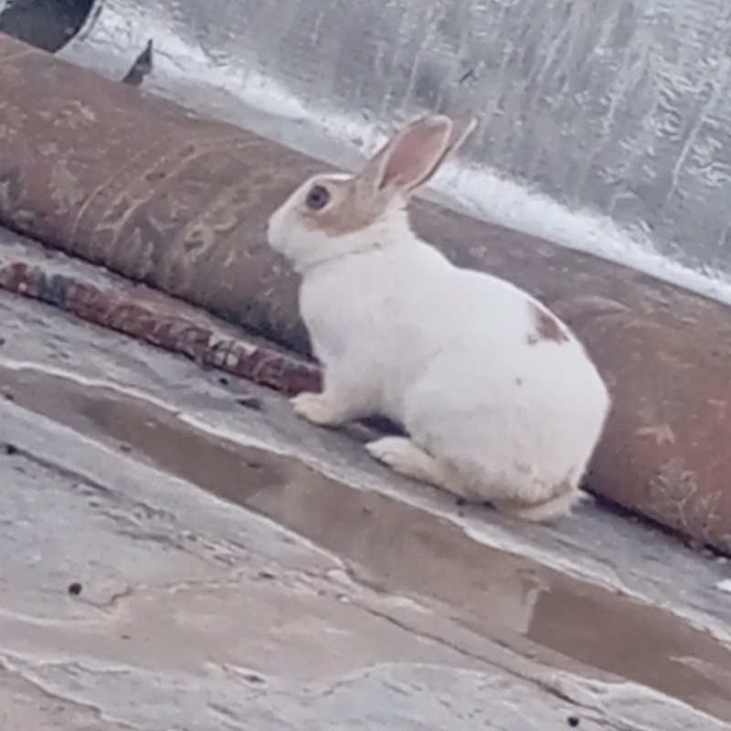 خرگوش