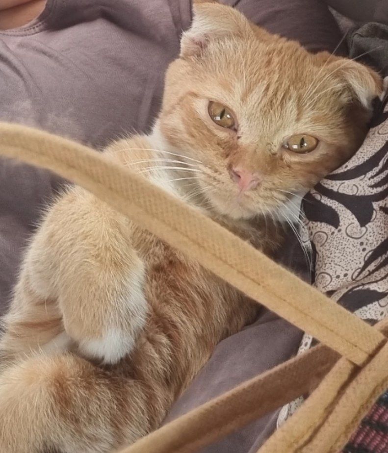گربه ۳ ماهه اسکاتیش