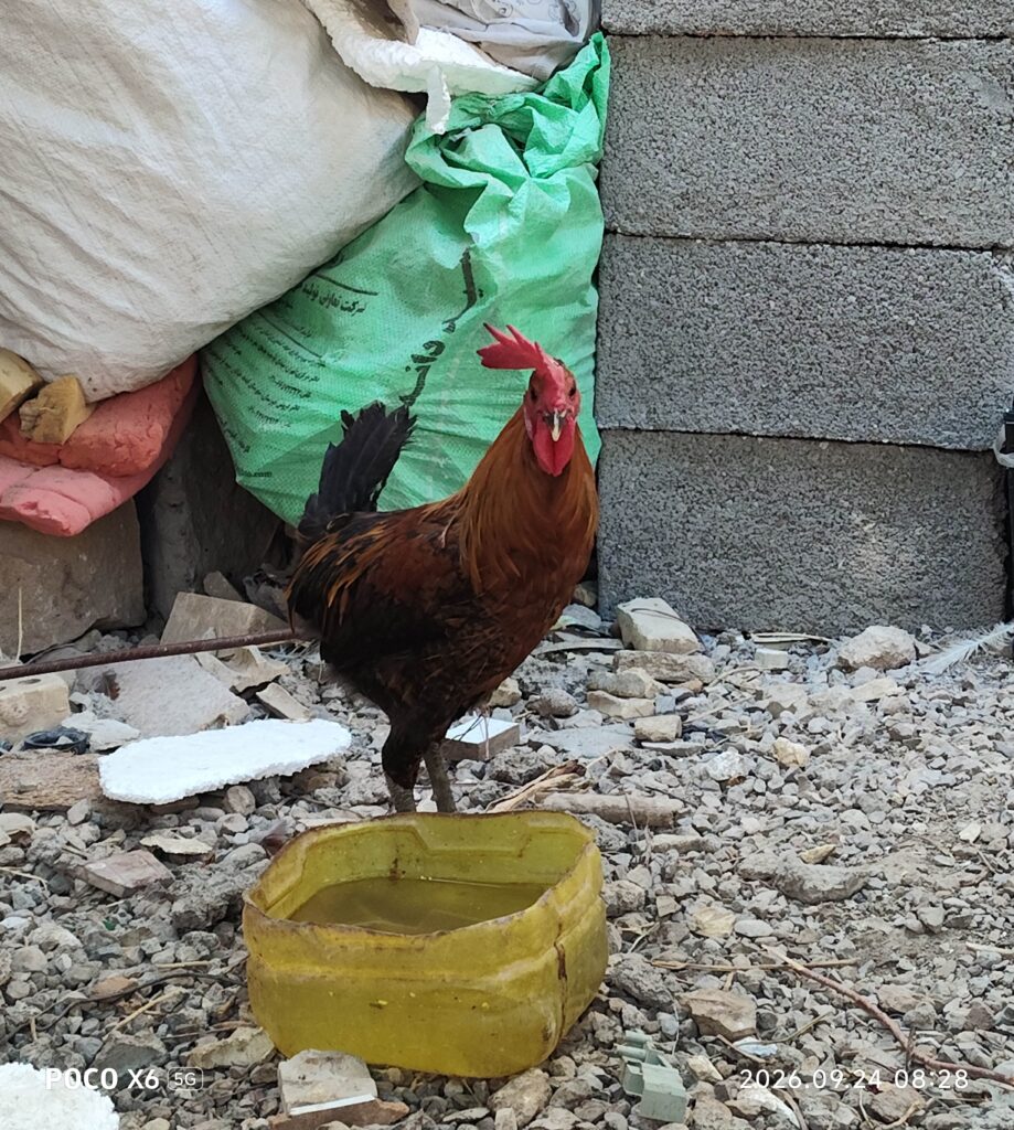 خروس عربی